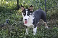 Mateo, a male Pembroke Welsh Corgi for sale in Weaubleau, MO – Photo 3 of 10