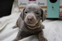 Seraphina, a female Miniature Dachshund for sale in Weaubleau, MO – 2 of 10