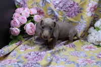 Parker, a male Miniature Dachshund for sale in Weaubleau, MO – 3 of 10
