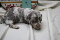 Skipper, a male Miniature Dachshund for sale in Weaubleau, MO – 7 of 10
