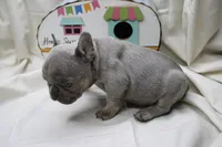 Ralph, a male French Bulldog for sale in Weaubleau, MO – 10 of 10