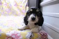 Syed, a male Miniature Dachshund for sale in Weaubleau, MO – 6 of 10