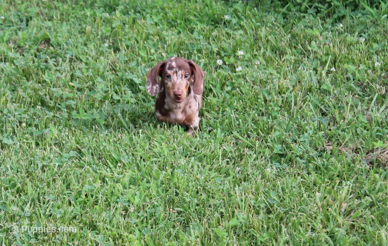 Sepp – Miniature Dachshund puppy for sale in Weaubleau, MO