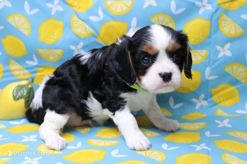 Talia – Cavalier King Charles Spaniel puppy for sale in Weaubleau, MO