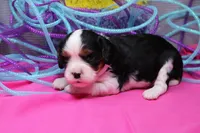 Talia, a female Cavalier King Charles Spaniel for sale in Weaubleau, MO – Photo 4 of 7