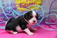 Talia, a female Cavalier King Charles Spaniel for sale in Weaubleau, MO – Photo 1 of 7