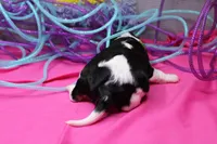 Talia, a female Cavalier King Charles Spaniel for sale in Weaubleau, MO – Photo 5 of 7