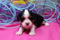 Talia, a female Cavalier King Charles Spaniel for sale in Weaubleau, MO – Photo 3 of 7