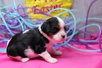 Talia, a female Cavalier King Charles Spaniel for sale in Weaubleau, MO – Photo 6 of 7