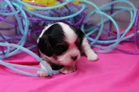 Talia, a female Cavalier King Charles Spaniel for sale in Weaubleau, MO – Photo 7 of 7