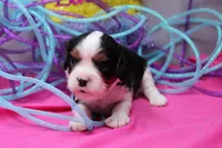 Talia, a female Cavalier King Charles Spaniel for sale in Weaubleau, MO – Photo 2 of 7