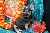 Ned, a male French Bulldog for sale in Weaubleau, MO – 3 of 9