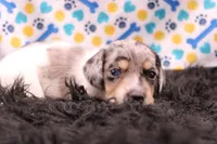 Sagan, a male Miniature Dachshund for sale in Weaubleau, MO – 8 of 9