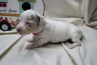 Sirena, a female Miniature Dachshund for sale in Weaubleau, MO – 5 of 10