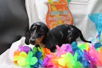 Pine, a male Miniature Dachshund for sale in Weaubleau, MO – 2 of 10