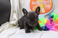 Cade, a male French Bulldog for sale in Weaubleau, MO – 9 of 10