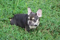 Nathe, a male French Bulldog for sale in Weaubleau, MO – 10 of 10