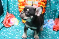 Neely, a male French Bulldog for sale in Weaubleau, MO – 7 of 8