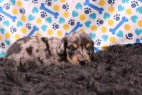 Sparrow, a male Miniature Dachshund for sale in Weaubleau, MO – 6 of 9