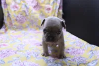 Peyton, a male French Bulldog for sale in Weaubleau, MO – 6 of 10