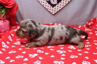 Everly, a female Miniature Dachshund for sale in Weaubleau, MO – Photo 9 of 10