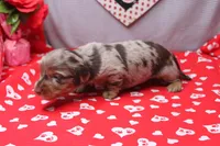 Everly, a female Miniature Dachshund for sale in Weaubleau, MO – Photo 4 of 10