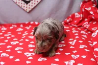 Everly, a female Miniature Dachshund for sale in Weaubleau, MO – Photo 6 of 10