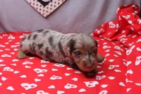 Everly, a female Miniature Dachshund for sale in Weaubleau, MO – Photo 1 of 10