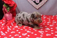 Everly, a female Miniature Dachshund for sale in Weaubleau, MO – Photo 2 of 10