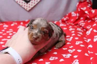Everly, a female Miniature Dachshund for sale in Weaubleau, MO – Photo 5 of 10