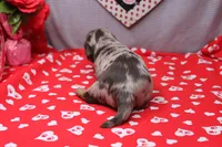Everly, a female Miniature Dachshund for sale in Weaubleau, MO – Photo 10 of 10