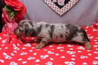 Everly, a female Miniature Dachshund for sale in Weaubleau, MO – Photo 8 of 10