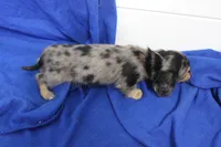 Squish, a male Miniature Dachshund for sale in Weaubleau, MO – 7 of 8