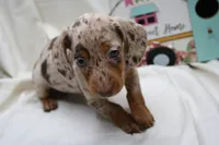 Kiari, a female Miniature Dachshund for sale in Weaubleau, MO – 6 of 10
