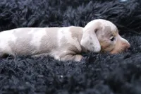 Quorra, a male Miniature Dachshund for sale in Weaubleau, MO – 3 of 4