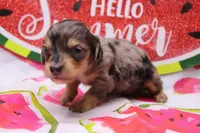 Squish, a male Miniature Dachshund for sale in Weaubleau, MO – 1 of 8