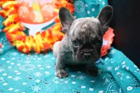 Pietro, a male French Bulldog for sale in Weaubleau, MO – 3 of 6