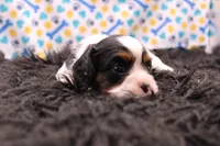 Treasure, a female Cavalier King Charles Spaniel for sale in Weaubleau, MO – 5 of 8