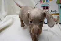 Parker, a male Miniature Dachshund for sale in Weaubleau, MO – 1 of 9