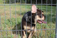 Noble, a male French Bulldog for sale in Weaubleau, MO – 7 of 10