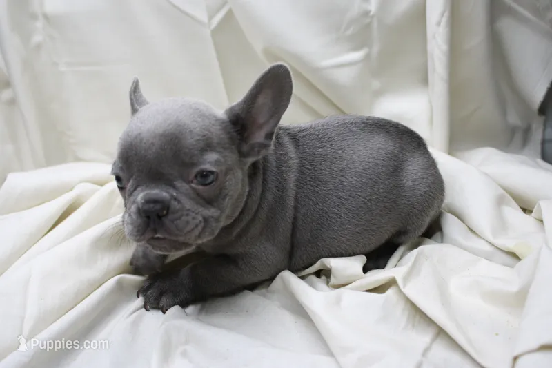 Cedric, a male French Bulldog for sale in Weaubleau, MO – 1 of 9