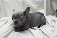 Cedric, a male French Bulldog for sale in Weaubleau, MO – 1 of 9
