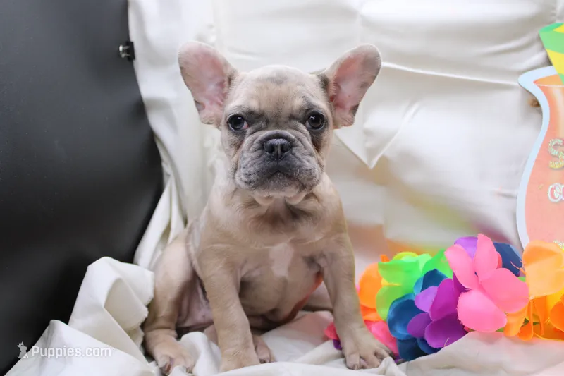 Zelda – French Bulldog puppy for sale in Weaubleau, MO