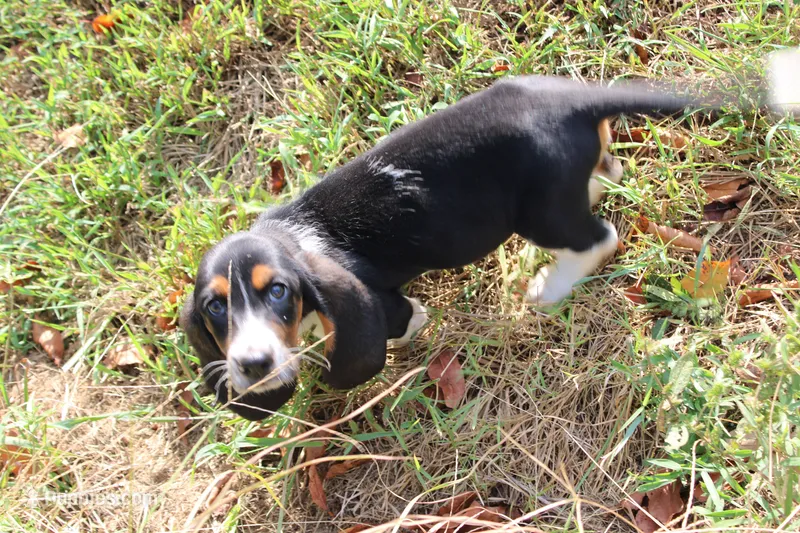 Frida – Basset Hound puppy for sale in Weaubleau, MO