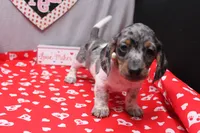 Niko, a male Miniature Dachshund for sale in Weaubleau, MO – Photo 3 of 7