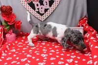 Niko, a male Miniature Dachshund for sale in Weaubleau, MO – Photo 7 of 7