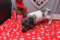 Niko, a male Miniature Dachshund for sale in Weaubleau, MO – Photo 4 of 7