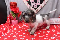 Niko, a male Miniature Dachshund for sale in Weaubleau, MO – Photo 1 of 7