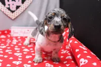 Niko, a male Miniature Dachshund for sale in Weaubleau, MO – Photo 2 of 7