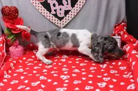 Niko, a male Miniature Dachshund for sale in Weaubleau, MO – Photo 6 of 7